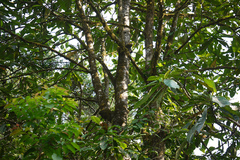 Semecarpus kathalekanensis